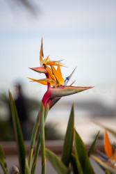 San_Diego-528.jpg