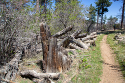 Stonewall-Mine,-Cuyamaca-State-Park-022.jpg