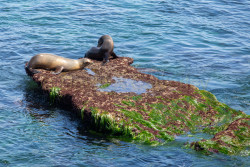 La-Jolla-Cove-098.jpg
