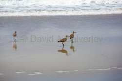 San-Diego,-Pacific-Beach-019.jpg