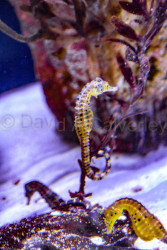 Birch-Aquarium-010.jpg