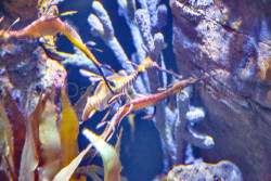 Birch-Aquarium-025.jpg