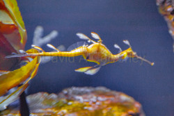 Birch-Aquarium-026.jpg