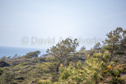 Torrey-Pines-National-Reserve-052.jpg