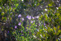 Torrey-Pines-National-Reserve-054.jpg