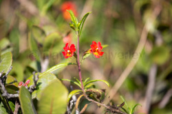 Torrey-Pines-National-Reserve-055.jpg