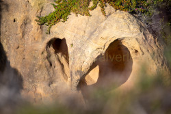 Torrey-Pines-National-Reserve-057.jpg