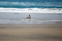 Torrey-Pines-State-Beach-020.jpg