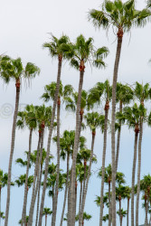La-Jolla-3013.jpg