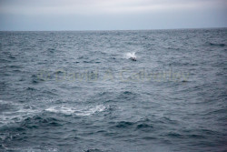 Whale-Watching-073.jpg