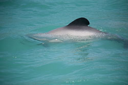 Akora_Dolphin_Trip-051.jpg
