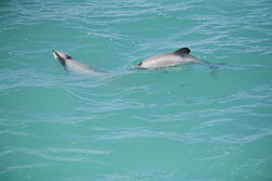 Akora_Dolphin_Trip-064.jpg