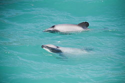 Akora_Dolphin_Trip-075.jpg