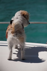 Akora_Dolphin_Trip-078.jpg