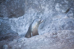 Akora_Dolphin_Trip-096.jpg