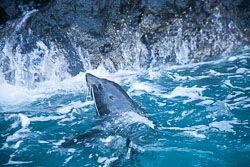 Akora_Dolphin_Trip-111.jpg