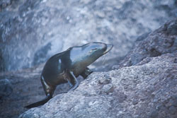 Akora_Dolphin_Trip-120.jpg