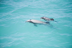 Akora_Dolphin_Trip-129.jpg