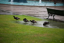 Christchurch_Botanic_Gardens-001.jpg