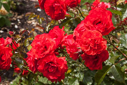 Christchurch_Botanic_Gardens-061.jpg