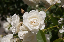 Christchurch_Botanic_Gardens-071.jpg