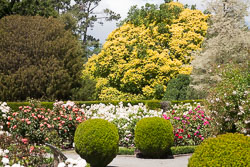 Christchurch_Botanic_Gardens-077.jpg