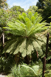 Christchurch_Botanic_Gardens-085.jpg