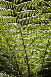 Christchurch_Botanic_Gardens-091.jpg