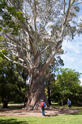Christchurch_Botanic_Gardens-107.jpg