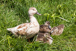 Christchurch_Botanic_Gardens-177.jpg