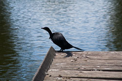 Christchurch_Botanic_Gardens-181.jpg