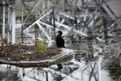 Christchurch_Botanic_Gardens-195.jpg