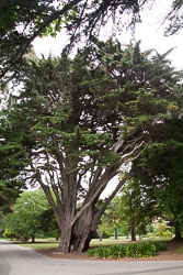 Christchurch_Botanic_Gardens-221.jpg