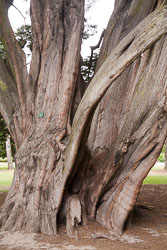 Christchurch_Botanic_Gardens-223.jpg