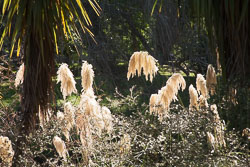 Christchurch_Botanic_Gardens-251.jpg