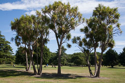 Hagley_Park,_Christchurch_-002.jpg