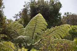 Marleborough_and_Tasman