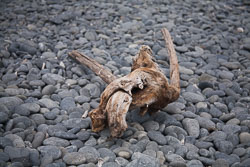 Kaikoura_009.jpg