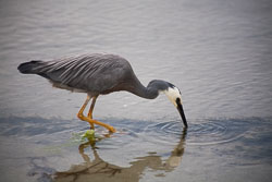 Kaikoura_019.jpg