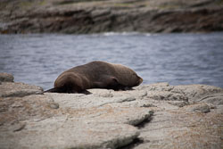Kaikoura_020.jpg