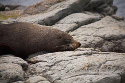 Kaikoura_022.jpg