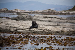 Kaikoura_025.jpg