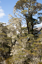 Lewis_Pass,_Nature_Walk_021.jpg