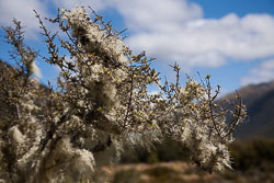 Lewis_Pass,_Nature_Walk_023.jpg