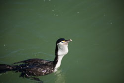 Nelson_016.jpg