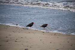 Rabbit_Island_002.jpg