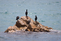 Blanes-055.jpg