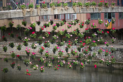Flower_Festival_Girona-028.jpg
