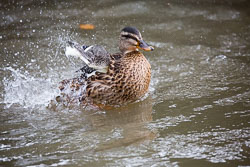 Animal_Kingdom