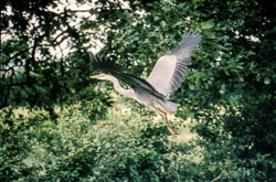 Birds